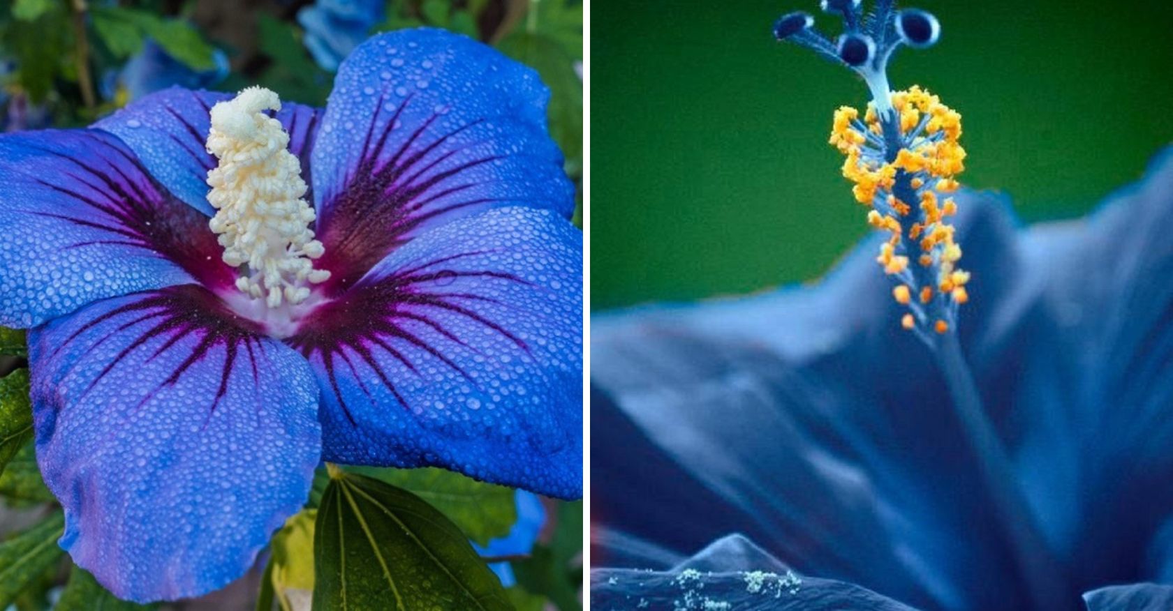 Harmonious Indigo Melody: Nature's Grace Embracing the Tranquil Symphony of Hibiscus Blooms